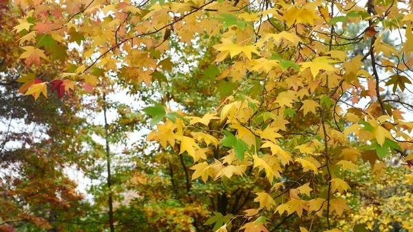 단풍나무 잎 바람에 이동. 이동 하는 바람에서가 색상의 빨간색 단풍나무 잎 아름 다운 배경. — 스톡 사진