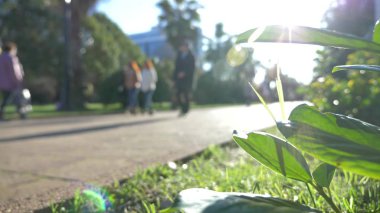 çim, şehrin palm avenue merkezinde bir yaya caddesi üzerinde flowerbed. arka plan bulanıklık
