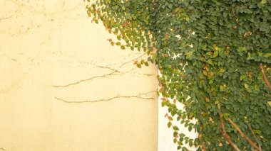 Yeşil sarmaşık duvar. kopya alanı