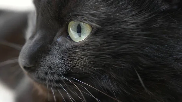 Крупный план, зеленые глаза черной кошки . — стоковое фото