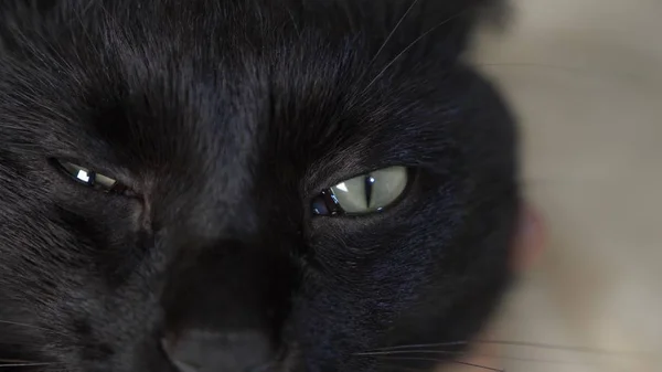 Nahaufnahme, grüne Augen einer schwarzen Katze. — Stockfoto