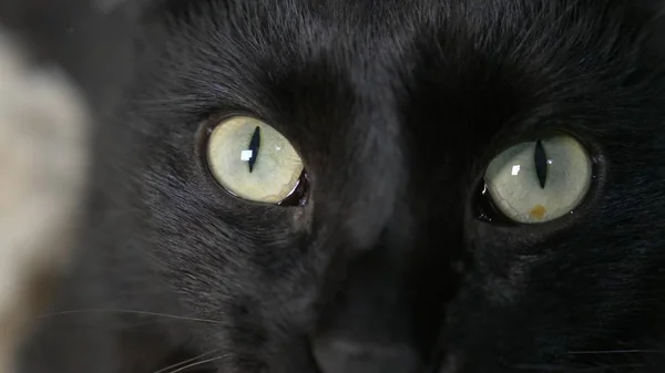 Close-up, groene ogen van een zwarte kat. — Stockfoto