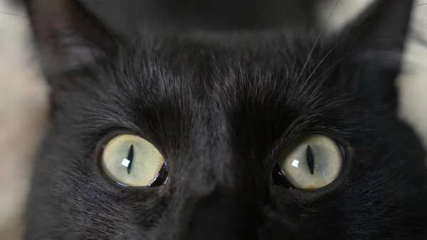 Nahaufnahme, grüne Augen einer schwarzen Katze. — Stockfoto