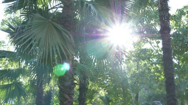 Bela natureza da floresta selvagem. folhagem de palmeira fresca sob o sol brilhante do clima tropical . — Fotografia de Stock