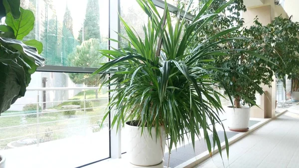 Naranjería con árboles tropicales con techo de cristal . — Foto de Stock