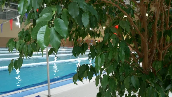 Piscine de luxe avec belle eau bleue propre. Arbres tropicaux dans la piscine du complexe — Photo