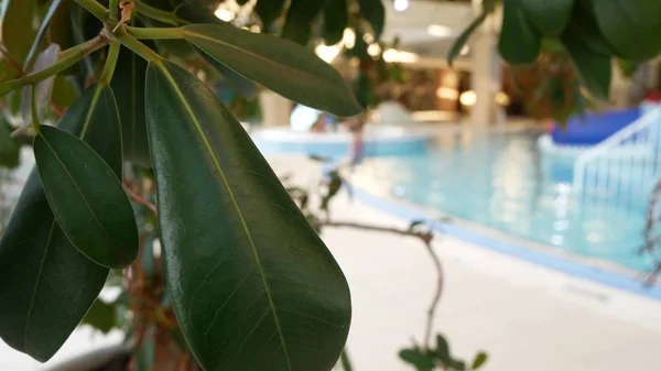 Lyxiga resort pool med vacker ren blå vatten. Tropiska träd i poolen — Stockfoto