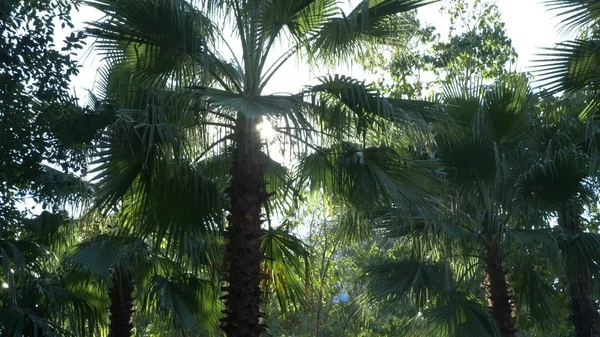 Όμορφη φύση της ζούγκλα δάσος. φυλλωσιές φρέσκο παλάμη κάτω από το λαμπερό ήλιο της τροπικό κλίμα — Φωτογραφία Αρχείου