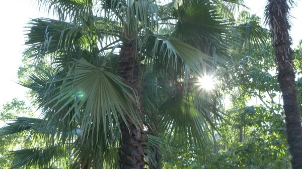 Piękna natura jungle Las. palm świeżych liści drzew pod jasne słońce tropikalny klimat — Zdjęcie stockowe