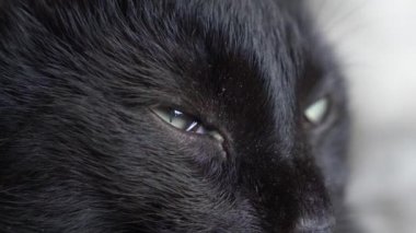 Beyaz bir battaniye altında yeşil gözlü siyah kedi kameraya görünüyor