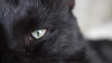 Beyaz bir battaniye altında yeşil gözlü siyah kedi kameraya görünüyor