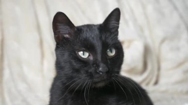 Beyaz bir battaniye altında yeşil gözlü siyah kedi kameraya görünüyor
