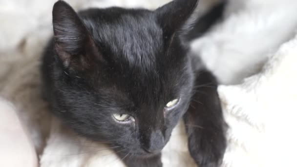 Gato negro con ojos verdes bajo una manta blanca mira a la cámara — Vídeos de Stock