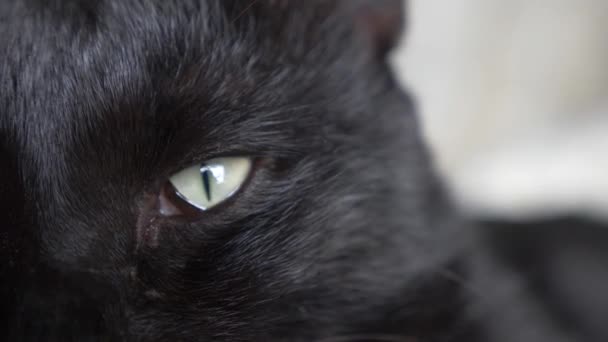 Gato negro con ojos verdes bajo una manta blanca mira a la cámara — Vídeos de Stock