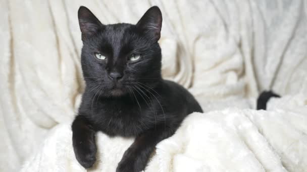 Beyaz bir battaniye altında yeşil gözlü siyah kedi kameraya görünüyor — Stok video