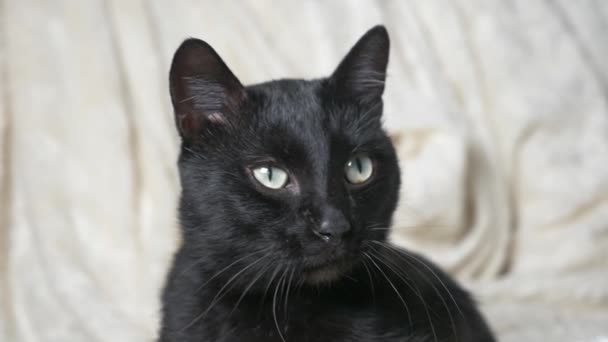 Chat noir avec des yeux verts sous une couverture blanche regarde la caméra 