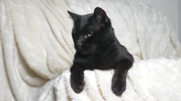 Chat noir avec des yeux verts sous une couverture blanche regarde la caméra — Video