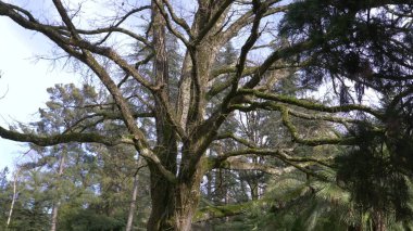 kapatın, gövde ve kimin dalları yosun kaplı dev bir ağacın