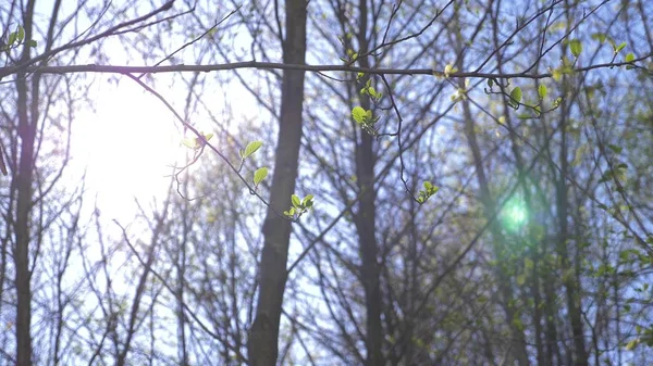 Natureza Primavera Céu Azul Claro Botões Florescentes Nas Árvores Folhas — Fotografia de Stock