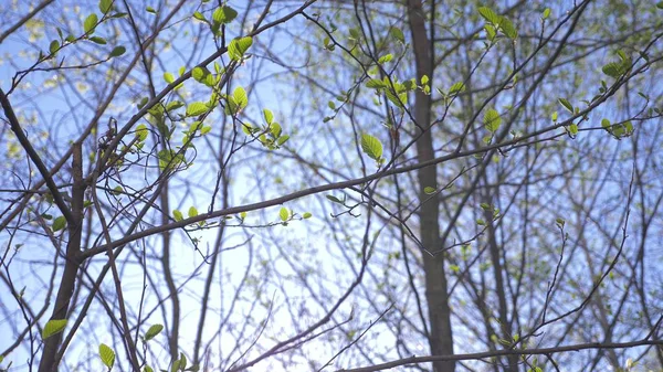 春天的大自然。一片清澈的蓝天，在树上绽放的花蕾。绿叶在云的背景。天空和树木的自然景观 — 图库照片