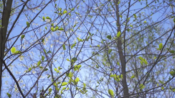 Vårens natur. en klarblå himmel och blommande knoppar i träden. gröna blad mot bakgrund av moln. Naturlandskap av himmel och träd — Stockfoto