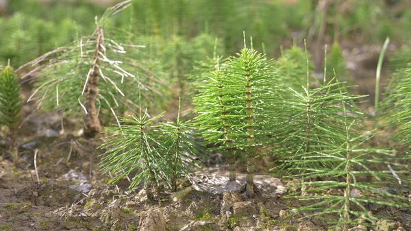 fresh green grove of Horsetails herbal stems moving with the wind, blur photo