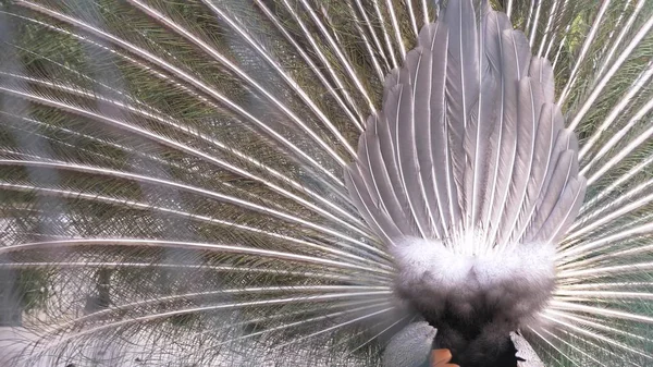 Piękny taniec peacock. zbliżenie, widok przez płot na ogon Paw podczas taniec weselny. Widok z tyłu. — Zdjęcie stockowe