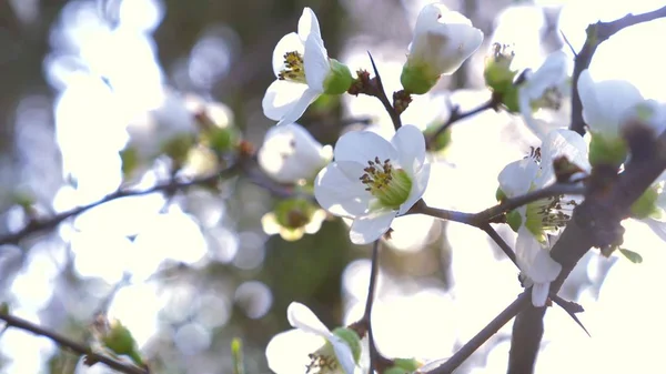 Close-up of a Cherry Plum tree. flowers and sun glare. — Stock Photo, Image