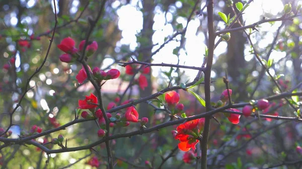 Japanska kvitten blommor. solen sken. kopia utrymme — Stockfoto