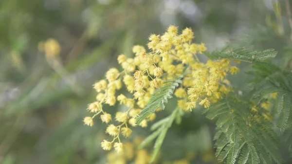 含羞草春花复活节背景。盛开的含羞草树。特写 — 图库照片