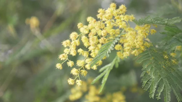 Mimosa vårblommor påsk bakgrund. Blommande mimosa träd. närbild — Stockfoto