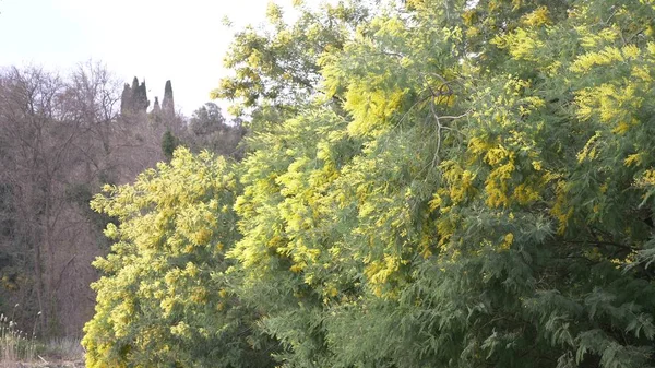 Mimosa vårblommor påsk bakgrund. Blommande mimosa träd mot en himmel — Stockfoto