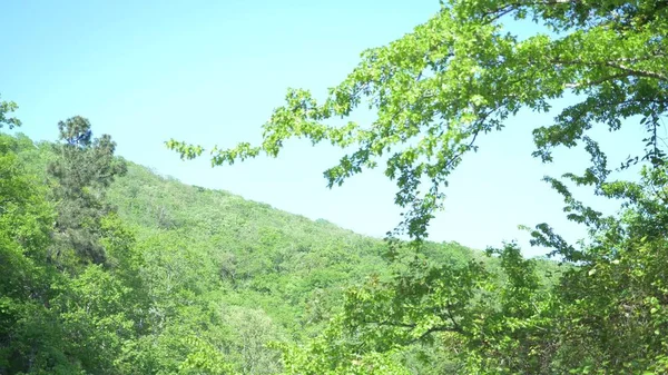 在风中颤抖的树枝在蓝天和绿山. — 图库照片