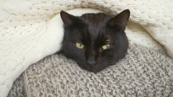 Gato fofo preto dormindo em uma prateleira com lã de malha coisas . — Fotografia de Stock