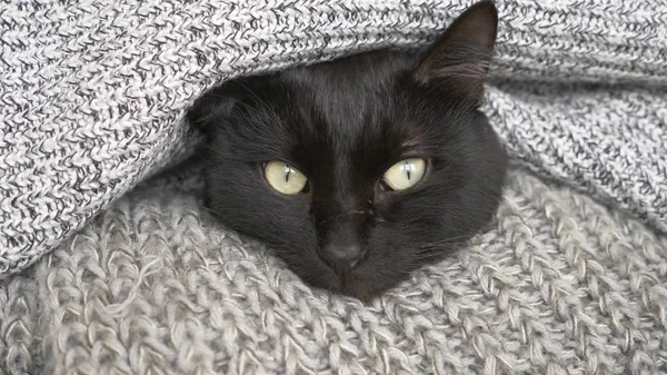 Gato fofo preto dormindo em uma prateleira com lã de malha coisas . — Fotografia de Stock