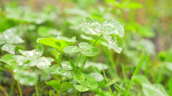 The dew on the leaves of the clover. Close-up macro with focus. drops of rain on the leaves of the clover