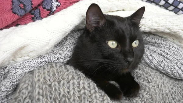 Gato fofo preto dormindo em uma prateleira com lã de malha coisas . — Fotografia de Stock