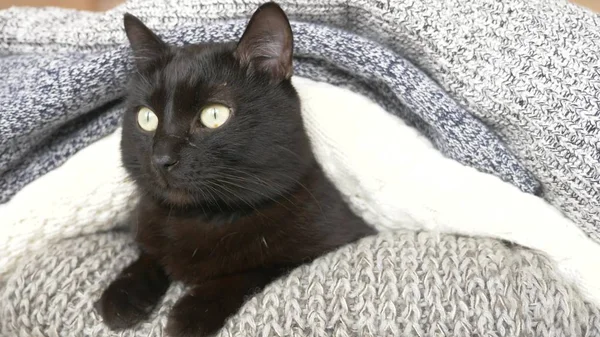 Gato fofo preto dormindo em uma prateleira com lã de malha coisas . — Fotografia de Stock
