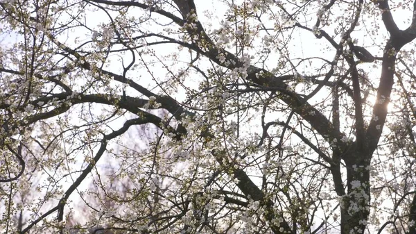 Uma árvore de ameixa de cereja. flores e brilho do sol . — Fotografia de Stock