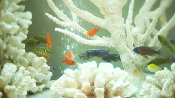 Vackert designade akvarium. koraller och fiskar för akvarium. — Stockfoto
