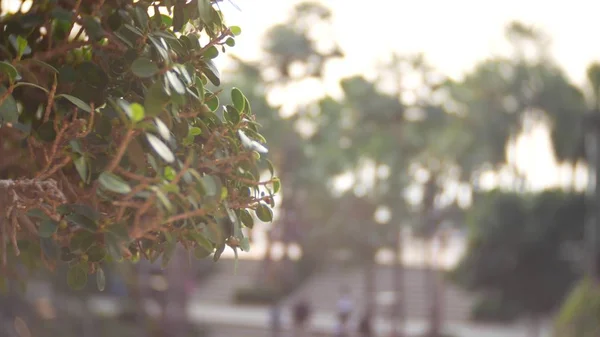 Close Ramo Com Folhas Verdes Fundo Bokeh Macio Desfocado Park — Fotografia de Stock