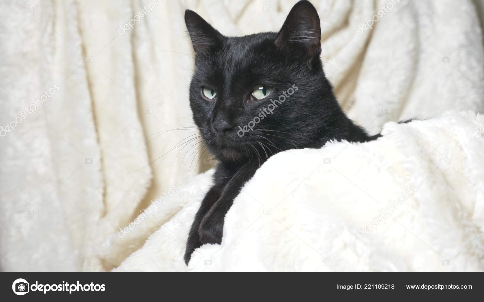 Schwarze Katze Mit Grunen Augen Unter Einer Weissen Decke Blickt In Die Kamera Stockfotografie Lizenzfreie Fotos C Expsycholog Gmail Com 221109218 Depositphotos
