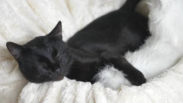 카메라에 보이는 흰 담요 아래 녹색 눈을 가진 검은 고양이 — 스톡 사진