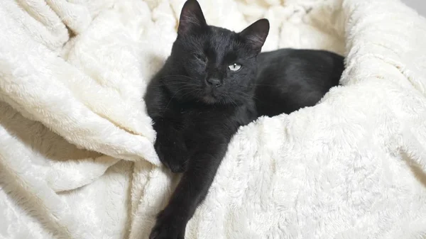 Schwarze Katze mit grünen Augen unter einer weißen Decke blickt in die Kamera — Stockfoto