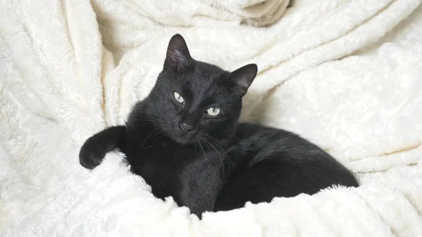 Gato negro con ojos verdes bajo una manta blanca mira a la cámara — Foto de Stock