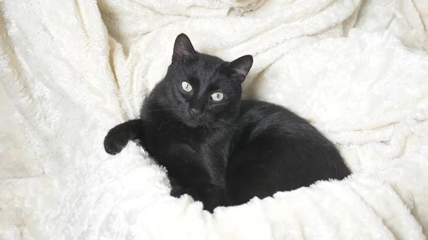 Fekete macska, a fehér takaró alatt zöld szemmel nézi a kamera — Stock Fotó