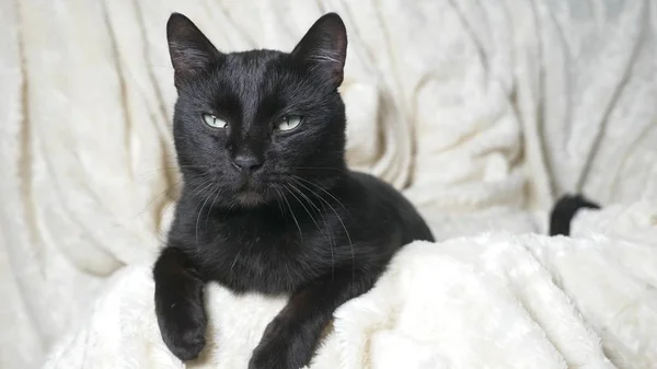 Schwarze Katze mit grünen Augen unter einer weißen Decke blickt in die Kamera — Stockfoto