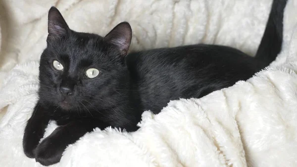 Beyaz bir battaniye altında yeşil gözlü siyah kedi kameraya görünüyor — Stok fotoğraf