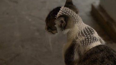 hayvanları koruma kavramı. kafasını bir bandaj ile evsiz kedi.