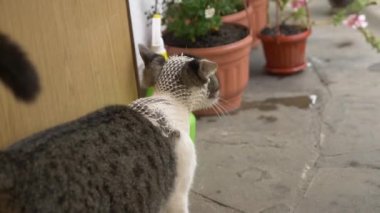 hayvanları koruma kavramı. kafasını bir bandaj ile evsiz kedi.